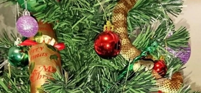 Woman Wakes Up To Find A Venomous Snake Wrapped Around Her Christmas Tree