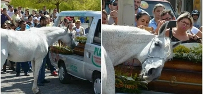 Caballo se despide de su dueño en su funeral, las imágenes son realmente conmovedoras
