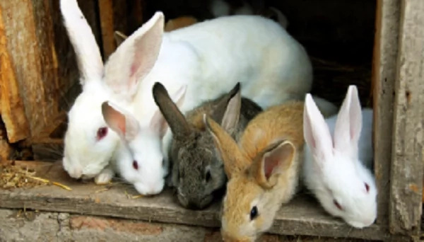 Kenyan women are now going crazy over rabbit’s urine