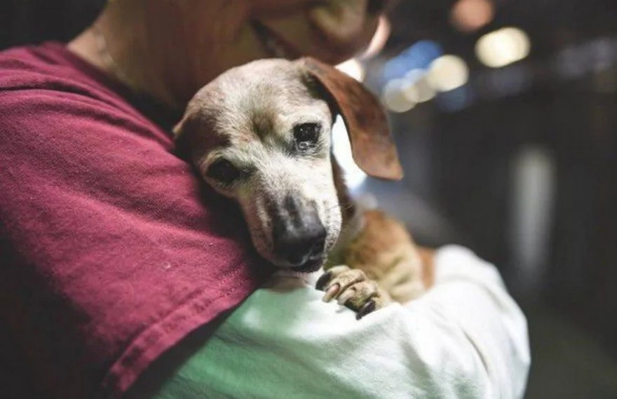 Blind 18-Year-Old Dog Had No Happiness in Her Life Until These People Adopted Her (6+ Pics) Blind 18-Year-Old Dog Had No Happiness in Her Life Until These People Adopted Her (6+ Pics)