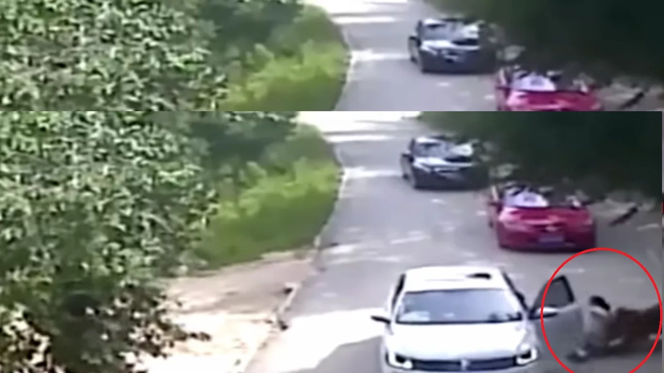 Tigers Maul Woman After Grabbing Her Tigers Maul Woman After Grabbing Her