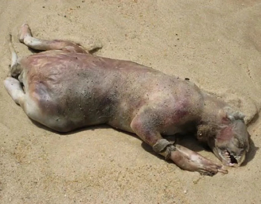 10 unknown sea monsters found by people that will scary you to the death 10 unknown sea monsters found by people that will scary you to the death