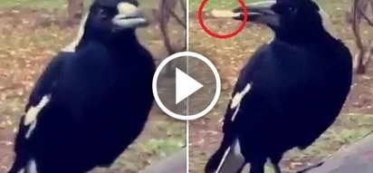 Sky-high sneaky magpie steals cannabis joint