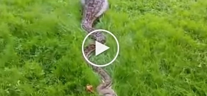 What will you do if you found a big and long snake after it consumed an animal?