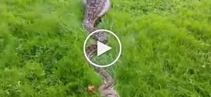 What will you do if you found a big and long snake after it consumed an animal?