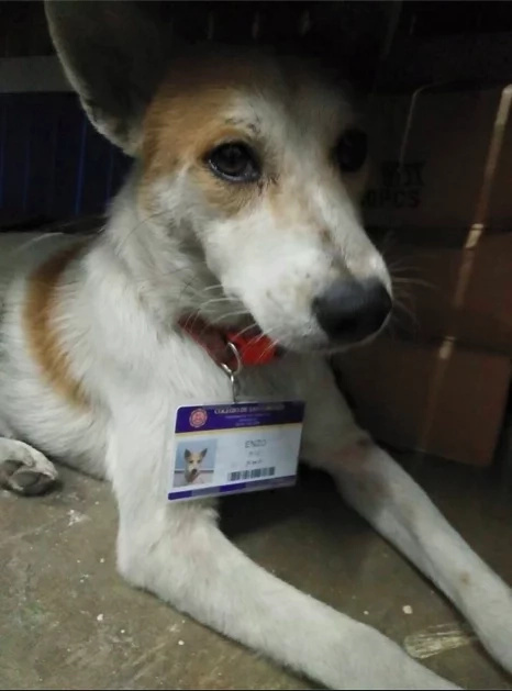 Stray dog has own ID, allowed to enter QC school Stray dog has own ID, allowed to enter QC school