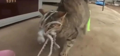 Cat gets octopus clung to his face after trying to eat it