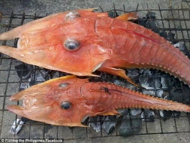 Fishermen catch freaky looking fish Fishermen catch freaky looking fish