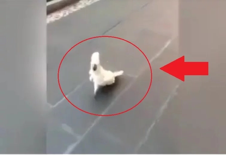 Netizen shares video of bird barking like a huge dog Netizen shares video of bird barking like a huge dog