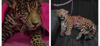 Locals thought that this jaguar is about to die after being shot 18 times. Luckily, doctors were able to help her recover