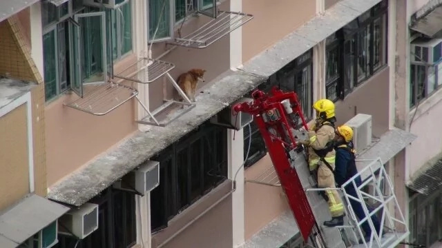This Shiba Inu was found trapped on the 10th floor. Rescuers attempts their special dog rescue! This Shiba Inu was found trapped on the 10th floor. Rescuers attempts their special dog rescue!