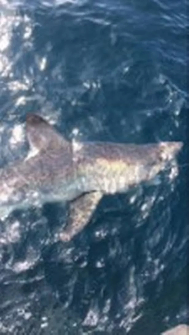 shark shark