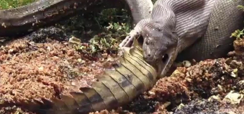 Snake EATS Crocodile LIVE After 5-Hour Battle Snake EATS Crocodile LIVE After 5-Hour Battle