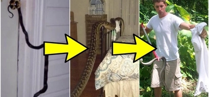 7 flawless hacks to keep snakes away from your home