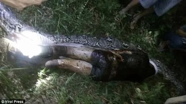 In a search for a missing neighbor, locals spotted a reticulated python. After killing this fattened monster they stop leaving their houses by night. In a search for a missing neighbor, locals spotted a reticulated python. After killing this fattened monster they stop leaving their houses by night.