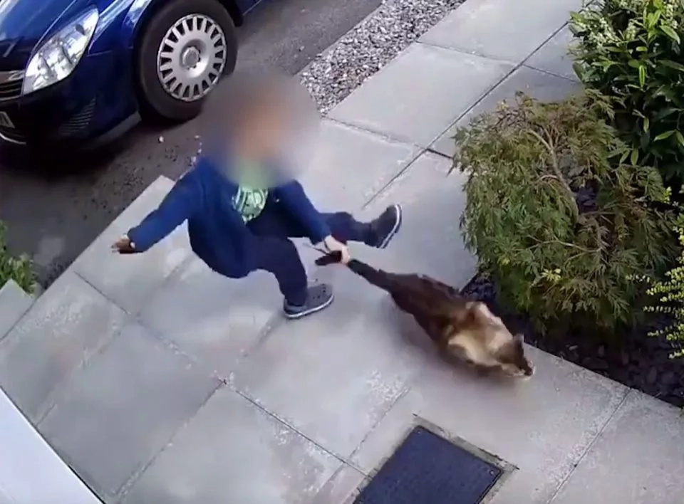 The boy terrorized the poor cat for over 8 minutes! The boy terrorized the poor cat for over 8 minutes!