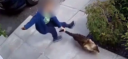 CCTV footage caught disgusting moment a boy was torturing his neighbor's cat