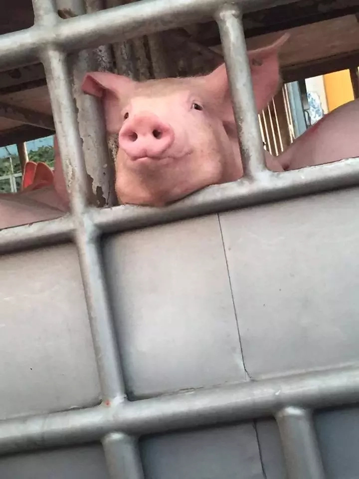cute-pig cute-pig