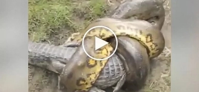 Netizens caught this huge green anaconda fighting with alligator