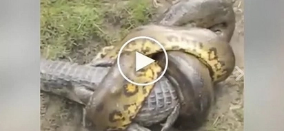 Netizens caught this huge green anaconda fighting with alligator