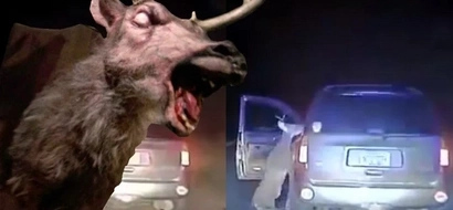 A deer takes it's revenge on the woman that hit it with a truck