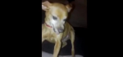 This Little Doggy Is Owner's Eternal Virginity Protector!