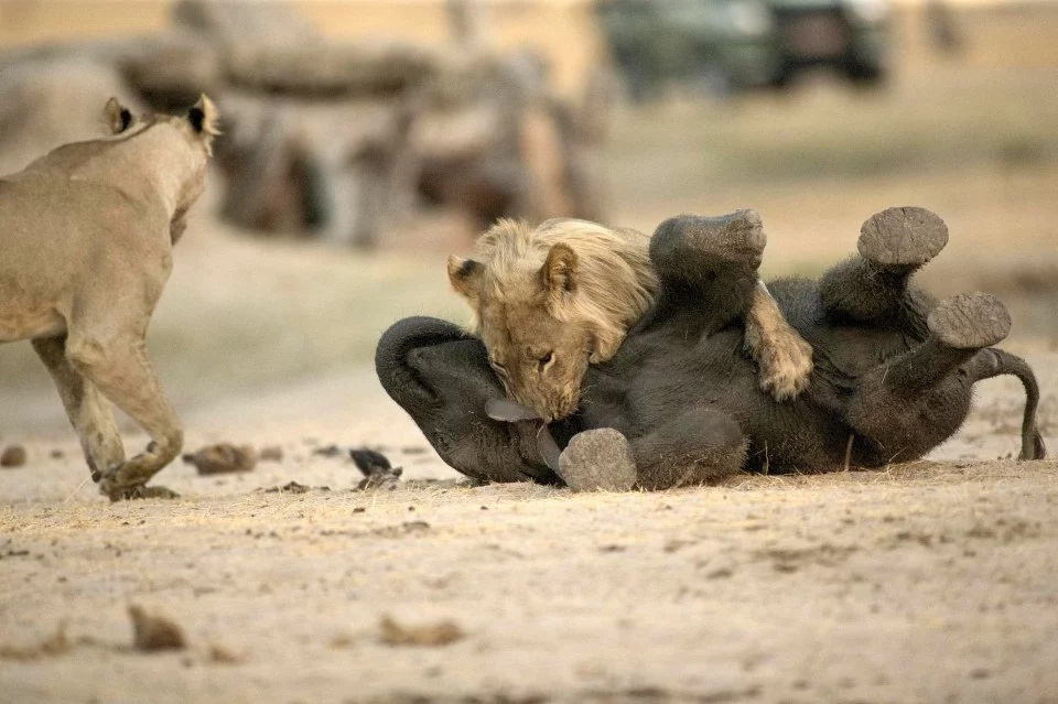 Heartbreaking photos of how a baby elephant became lionfood Heartbreaking photos of how a baby elephant became lionfood