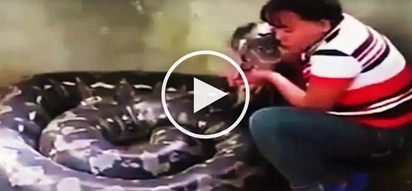 Terrifying Valentine’s Day date! Brave Filipina hugs and kisses gigantic snake
