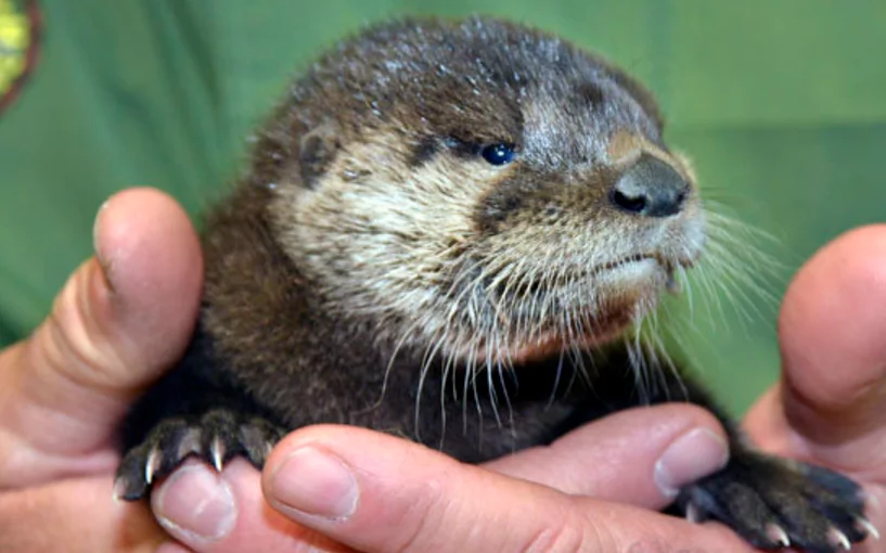 Find out how this orphaned baby otter was rescued and nursed back to health Find out how this orphaned baby otter was rescued and nursed back to health