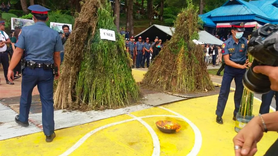 PNP burned marijuana plants and people aren’t happy about it PNP burned marijuana plants and people aren’t happy about it