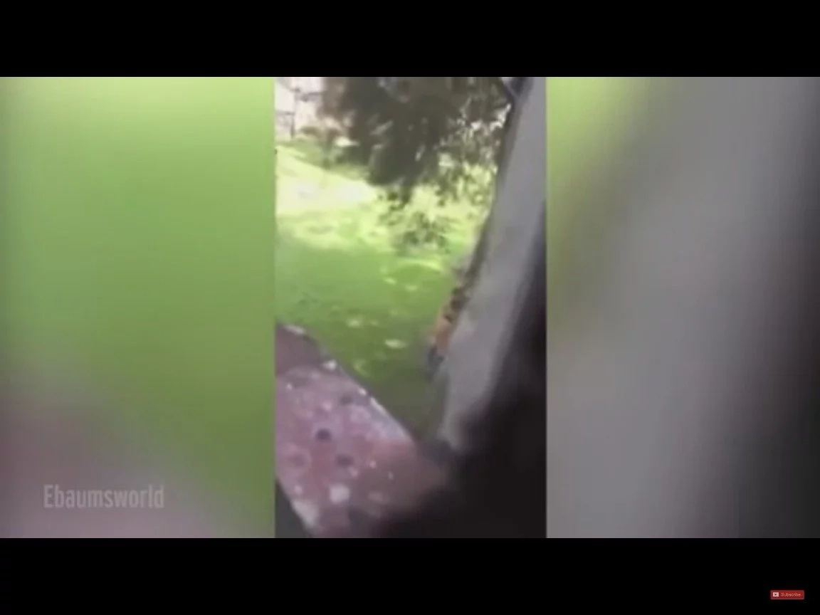 As soon as the man realized what was happening he wasted no time and began filming As soon as the man realized what was happening he wasted no time and began filming
