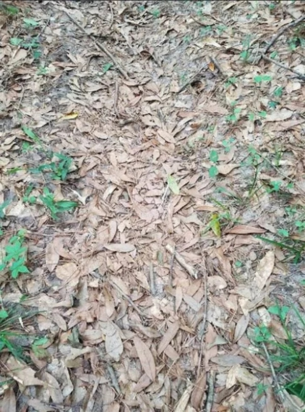 TRENDING: Spotting Time! Can you spot the snake in this photo? TRENDING: Spotting Time! Can you spot the snake in this photo?