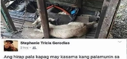 Social media goes all out after netizen tags her pet as 'palamunin'