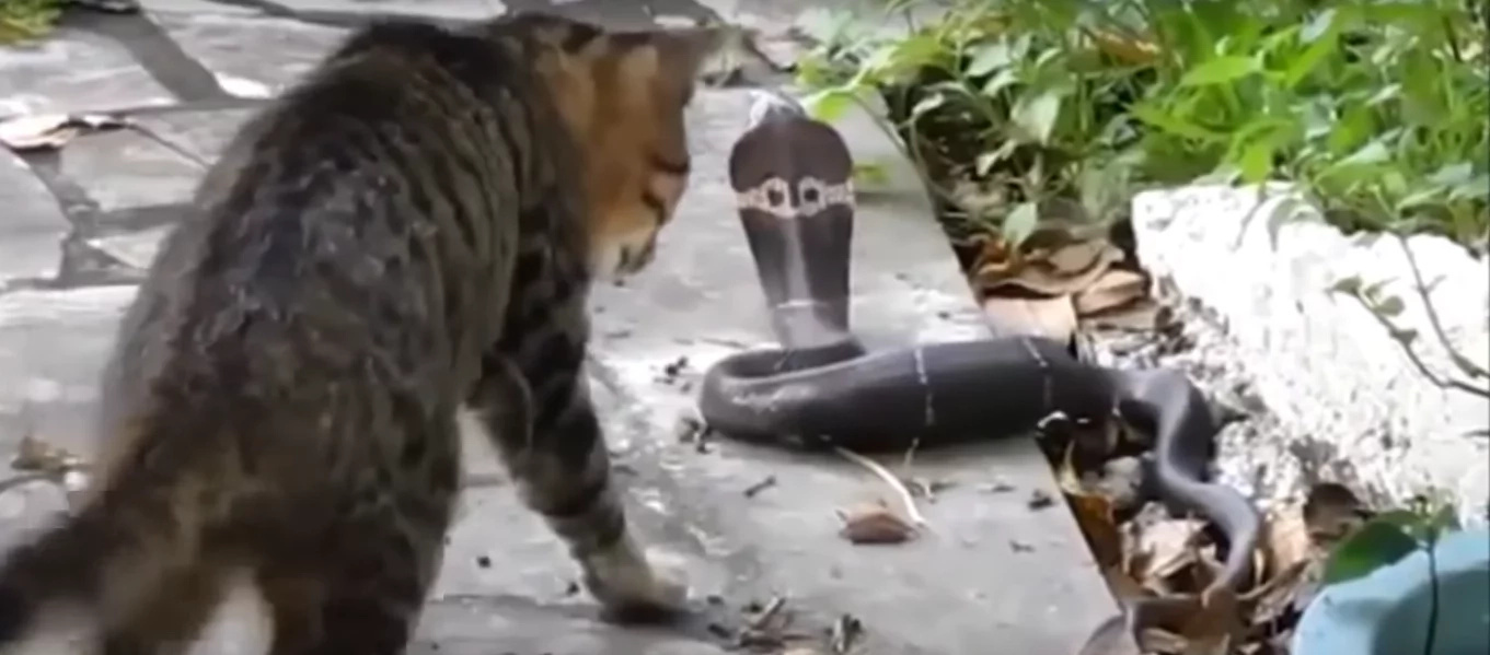 Home Cat Came Face To Face With A Deadly Snake, WATCH What He Gets In Return Home Cat Came Face To Face With A Deadly Snake, WATCH What He Gets In Return