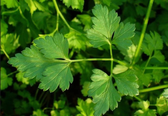 PARSLEY is the trick to make skin look younger - try this recipe and see the difference PARSLEY is the trick to make skin look younger - try this recipe and see the difference