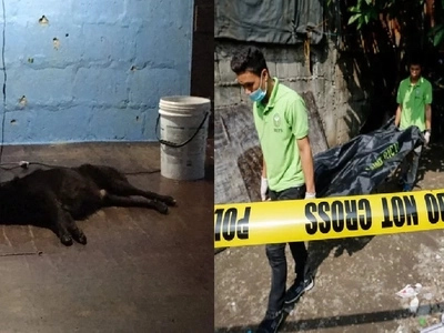 Blackie the dog suffers depression after owner dies in Pasig City summary killing