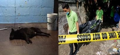Blackie the dog suffers depression after owner dies in Pasig City summary killing