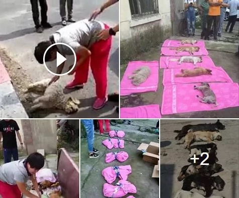 School guards poison dogs adopted by woman in China School guards poison dogs adopted by woman in China