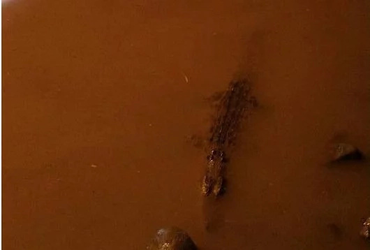 Crocodile in Davao scared bystanders during a flood Crocodile in Davao scared bystanders during a flood