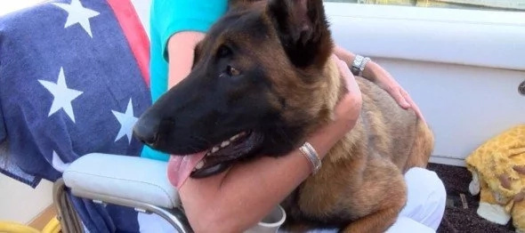 Rylee swam and walked more than 30kms to find owners Rylee swam and walked more than 30kms to find owners