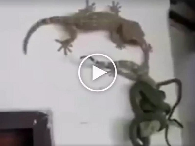 Mapagmahal na tuko: Shocked Pinoys capture video of heroic gecko rescuing lizard friend from deadly snake