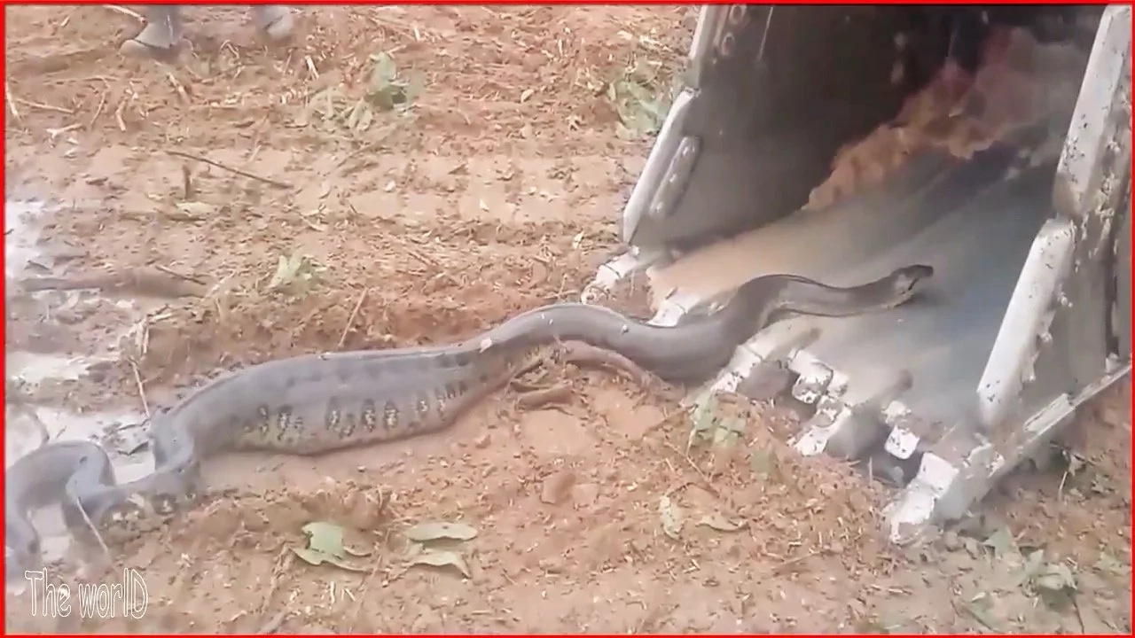 This Anaconda Definitely Don’t Want None! Must-watch: INTERESTING VIDEO of Anaconda vs. Tractor Excavator This Anaconda Definitely Don’t Want None! Must-watch: INTERESTING VIDEO of Anaconda vs. Tractor Excavator
