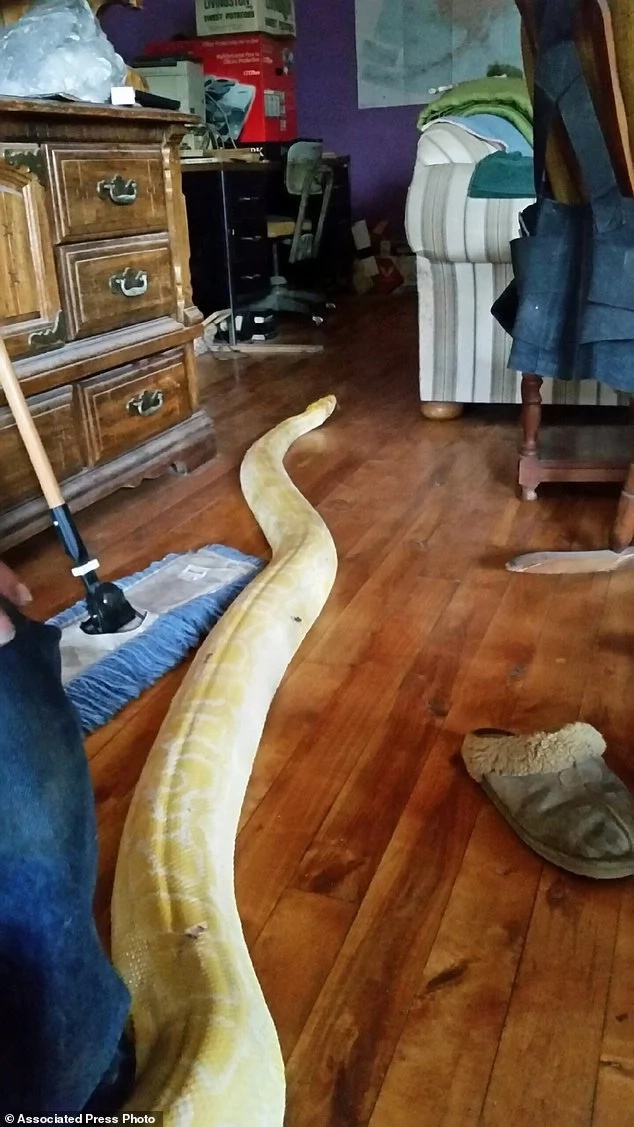 Huge 5.1-meter python that went missing for 2 weeks returns home to its owner Huge 5.1-meter python that went missing for 2 weeks returns home to its owner
