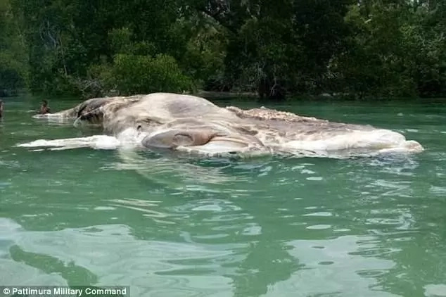 Locals bewildered as mysterious 15-meter giant sea creature washes up on beach Locals bewildered as mysterious 15-meter giant sea creature washes up on beach