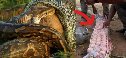 Bloated Snake Thought To Have Eaten An Animal; When Cut Open, Something Else Was Found Inside Its Belly!
