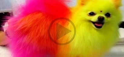 WATCH: What this Pokemon fan did to his puppy will make you extremely mad