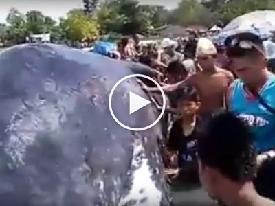 Shocked Pinoys go crazy over injured giant whale stranded in shallow waters of Samal Island