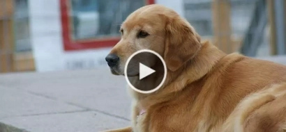 WATCH: Dog walks away from home for 5 years; here’s what the owner does