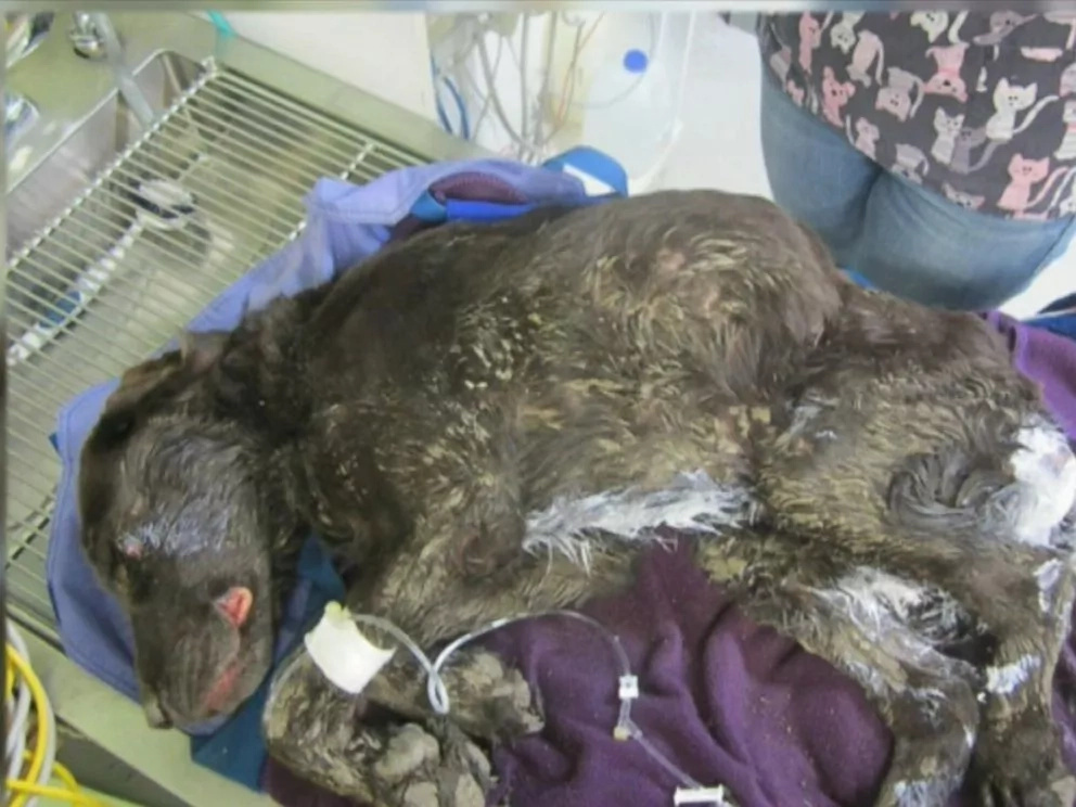 Dog Falls In A Well And Is Trapped There For An Entire Month. Finally, Rescuers Find Him Alive Dog Falls In A Well And Is Trapped There For An Entire Month. Finally, Rescuers Find Him Alive