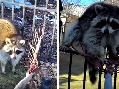 Man's attempt to drive out raccoon out of his backyard was caught on video. He had an extremely difficult time doing so!
